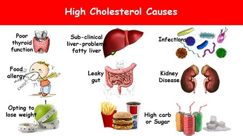 What Causes More Cholesterol